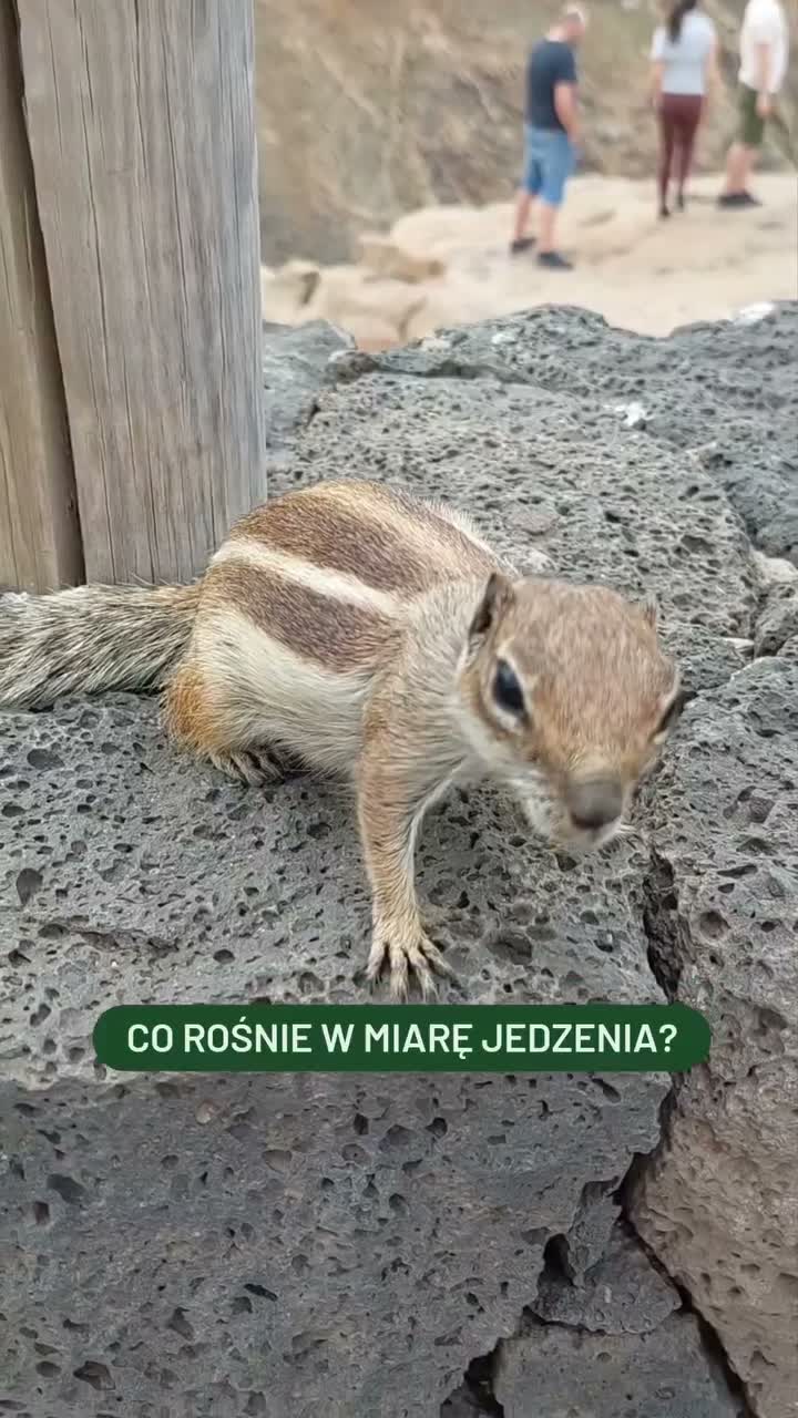 ig-podgnl